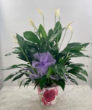 Peace Lily in Floral Planter