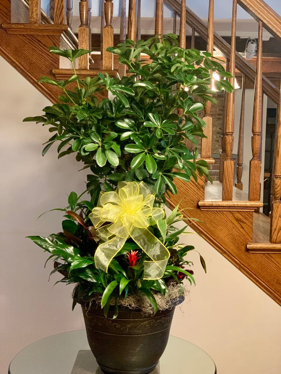 AC Planter Staten Island (NY) SameDay Plant Delivery Moravian Florist