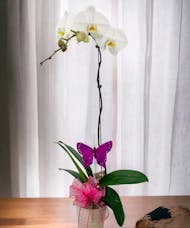 Mother's Day Orchid Plant