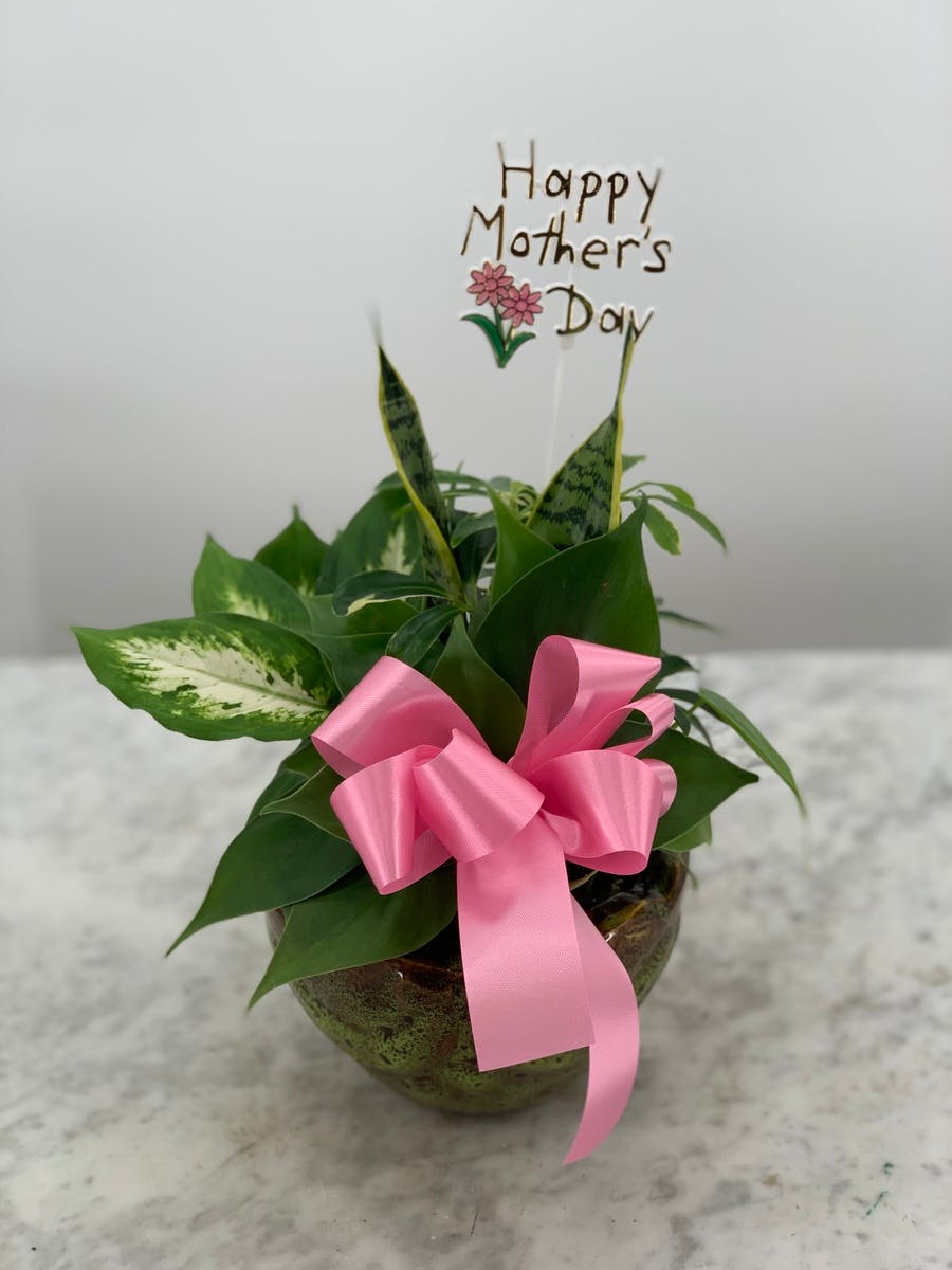 Petite Garden Staten Island (NY) SameDay Plant Delivery Moravian