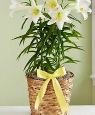 Easter Lily Plants